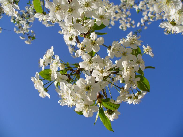 Free stock image of Cherry Tree  created by Pixabay
