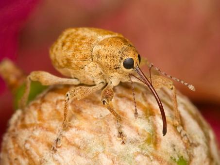Filbert Weevil - Free Stock Photo