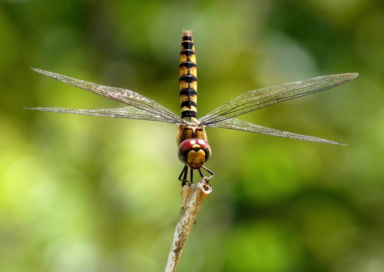 Free stock image of Crimson Glider created by Pixabay