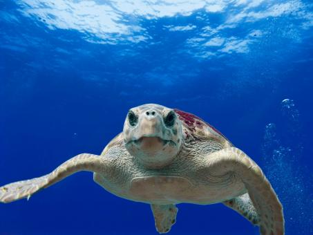 Loggerhead Turtle - Free Stock Photo