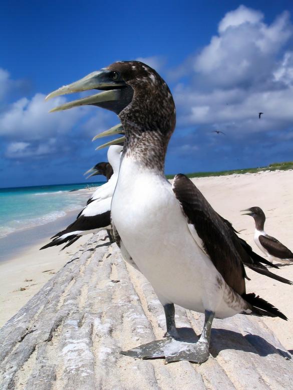Free stock image of Masked Booby created by Pixabay