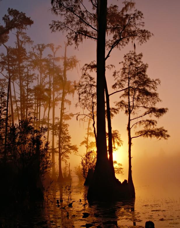 Free stock image of Okefenokee Swamp created by Pixabay