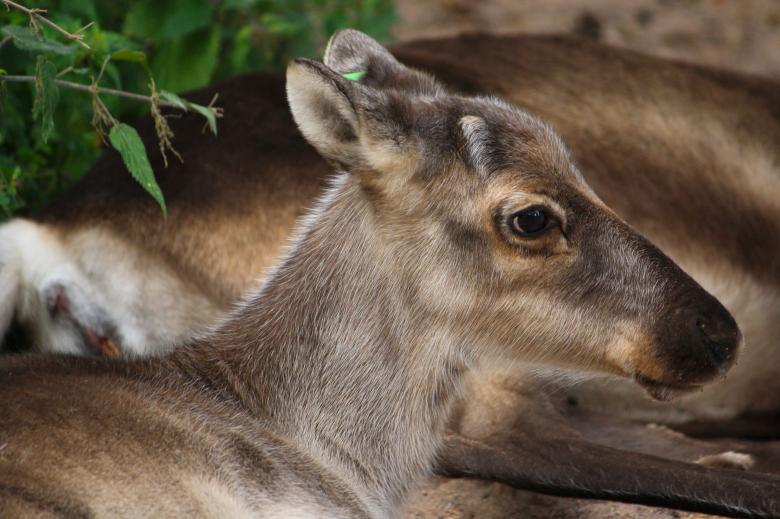 Free stock image of Reindeer Closeup created by Pixabay