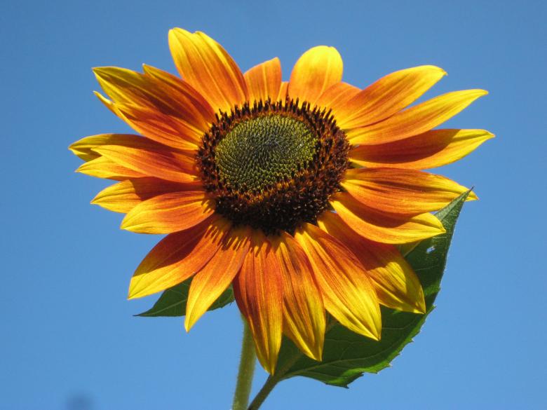 Free stock image of Sunflower Closeup created by Pixabay