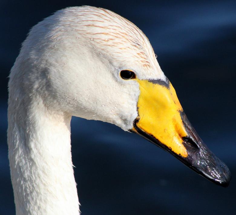 Free stock image of Whooper Swan created by Pixabay