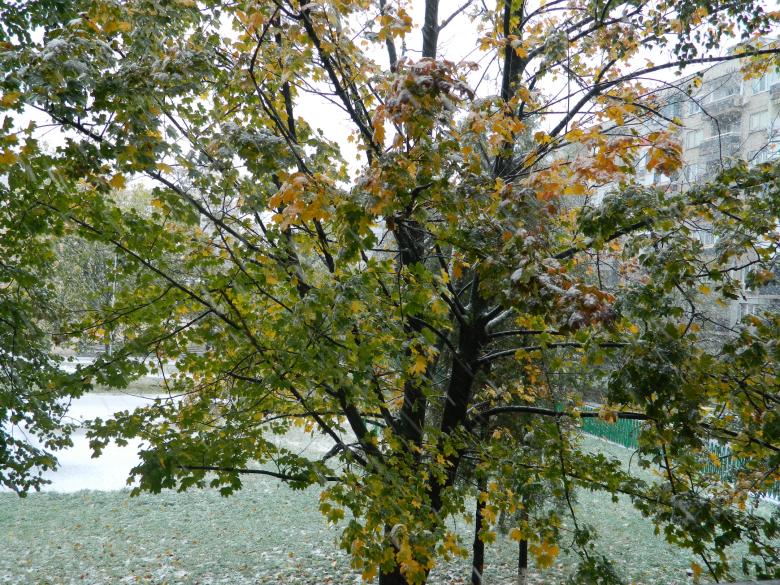Free stock image of Ice on tree branches created by Hulya Yılmaz