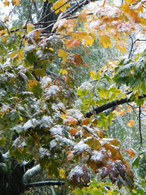 Free stock image of Ice covered tree created by Hulya Yılmaz