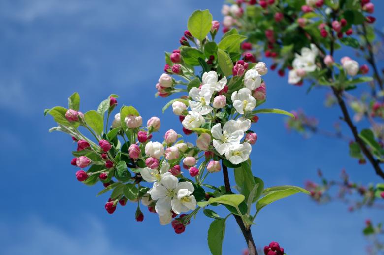 Free stock image of Apple Blossom created by Pixabay