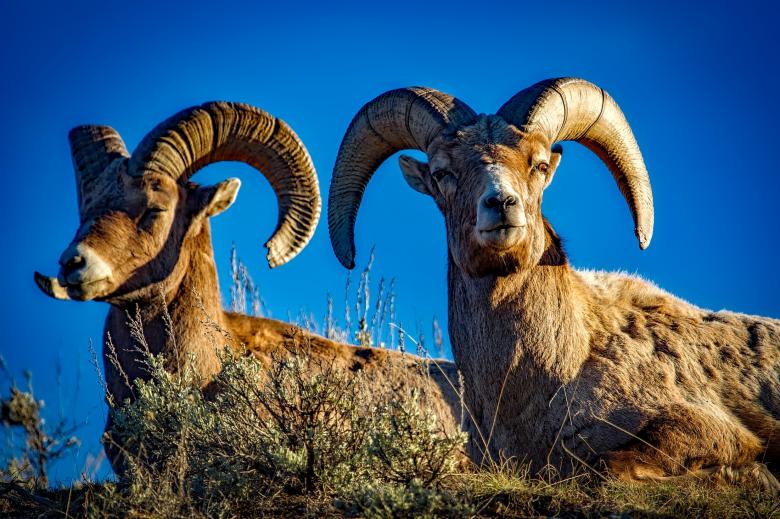 Free stock image of Bighorn Sheep created by Pixabay
