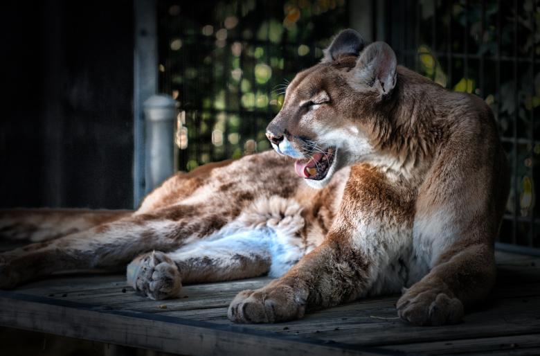 Free stock image of Wild Cougar created by Pixabay