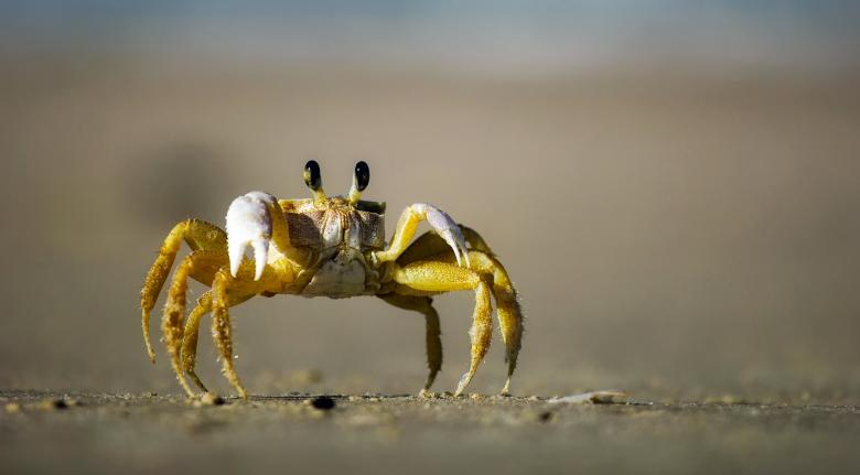 Free stock image of Crab Ready to Fight created by Pixabay