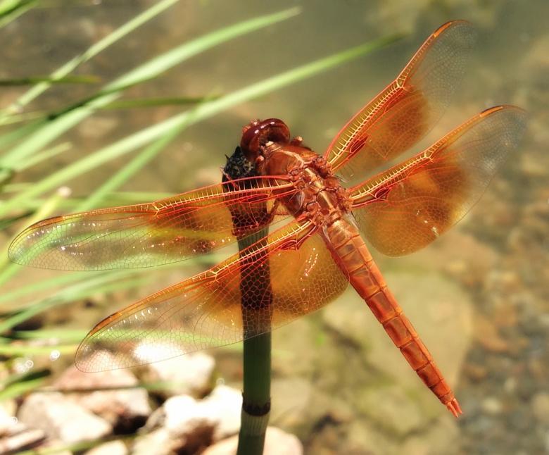 Free stock image of Wild Dragonfly created by Pixabay