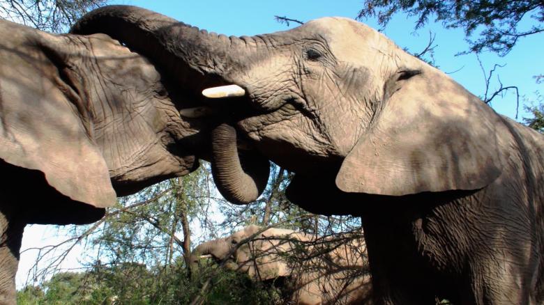 Free stock image of Wild Elephants created by Pixabay