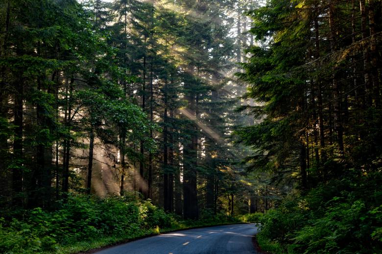 Free stock image of Into the Woods created by Pixabay