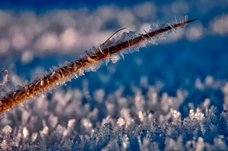Free stock image of Frozen Plant created by Pixabay
