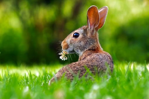 Wild Rabbit - Free Stock Photo