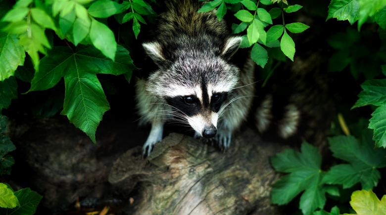 Free stock image of Wild Raccoon created by Pixabay