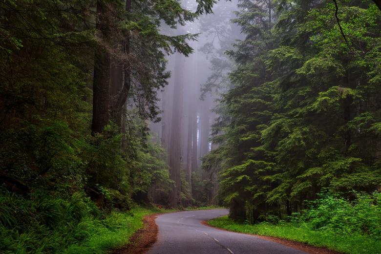 Free stock image of Redwood National Park created by Pixabay