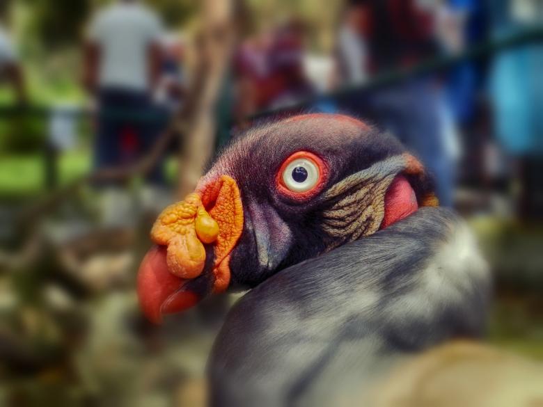 Free stock image of Sarcorampus Papa created by Pixabay