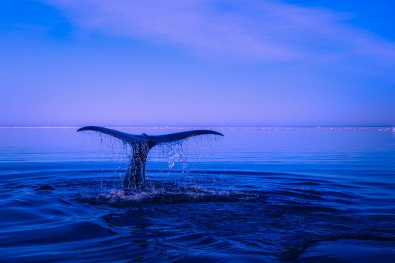 Free stock image of Giant Fish created by Pixabay