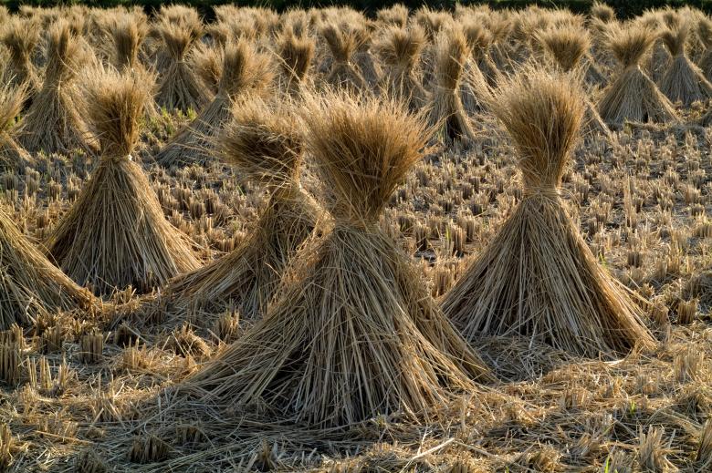 Free stock image of Straw in the Field created by Pixabay