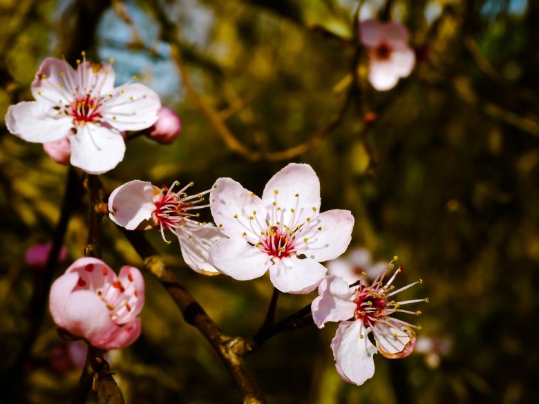 Free stock image of Almond Blossom created by Pixabay