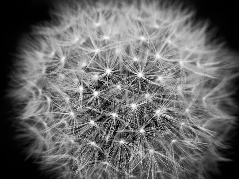 Free stock image of Dandelion Closeup created by Pixabay