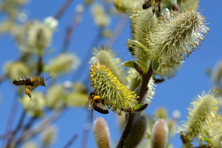 Free stock image of Bees in the Garden created by Pixabay