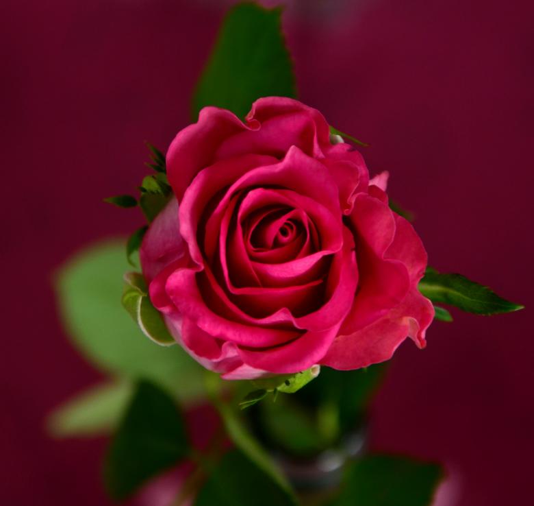 Free stock image of Fresh Rose created by Pixabay