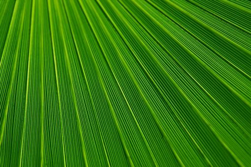 Free Stock Photo of Green Field Texture