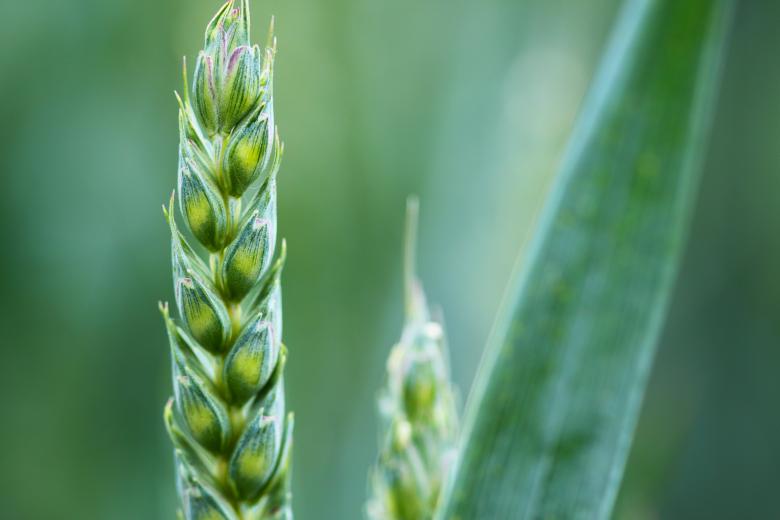 Free stock image of Macro Grain created by Pixabay