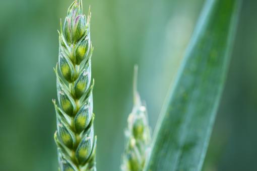 Macro Grain - Free Stock Photo