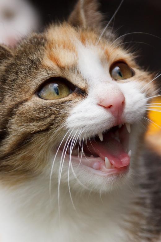 Free stock image of Pet Cat created by Pixabay
