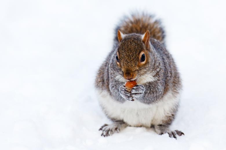 Free stock image of Squirrel in Winter created by Pixabay