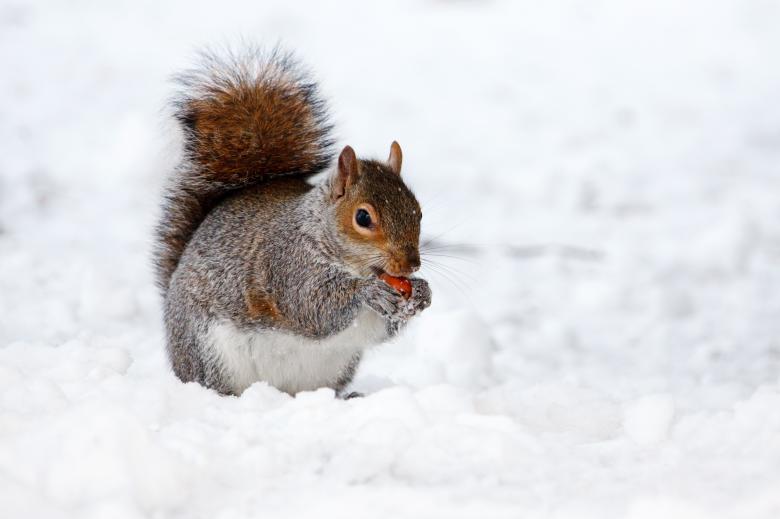 Free stock image of Squirrel in Winter created by Pixabay