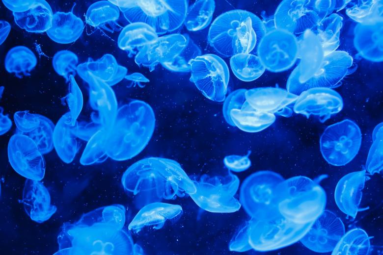 Free stock image of Bunch of Jellyfish created by Pixabay