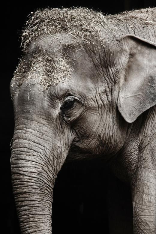 Free stock image of Wild Elephant created by Pixabay