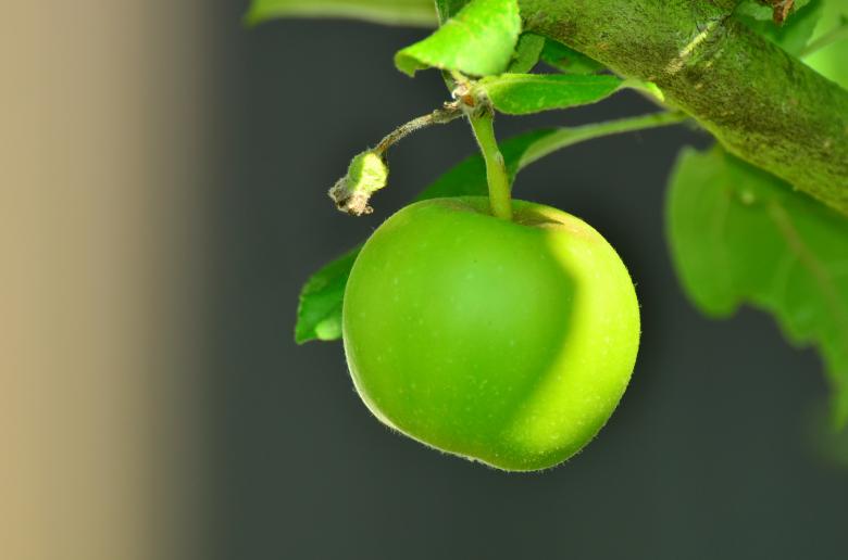 Free stock image of Green Apple created by Pixabay