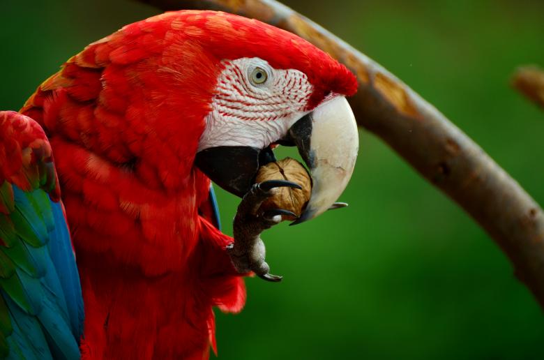 Free stock image of Macaw Eating created by Pixabay