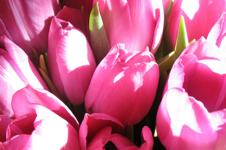 Free stock image of Flower Bouquet created by Pixabay