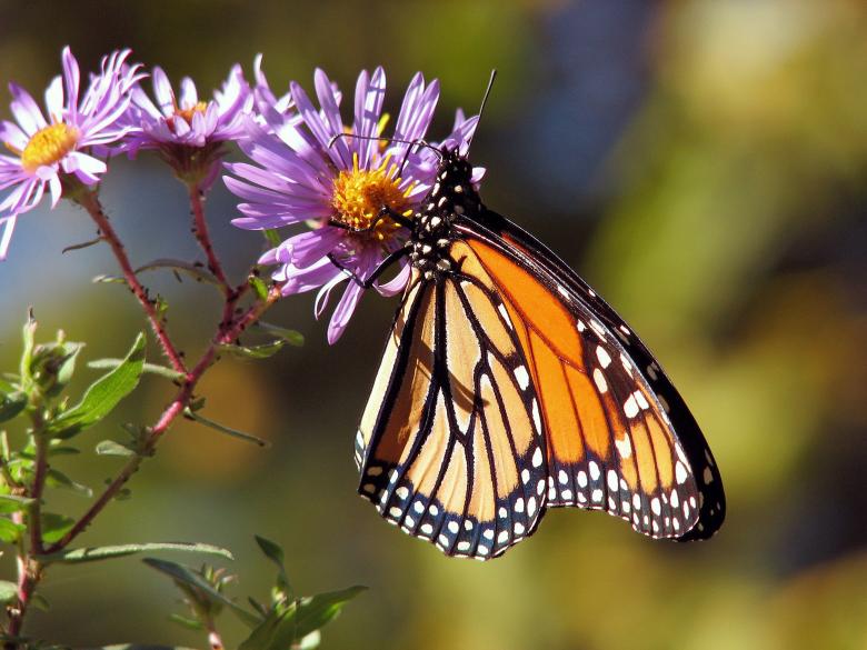 Free stock image of Butterfly in the Garden created by Pixabay
