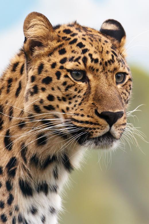 Free stock image of Wild Cheetah created by Pixabay