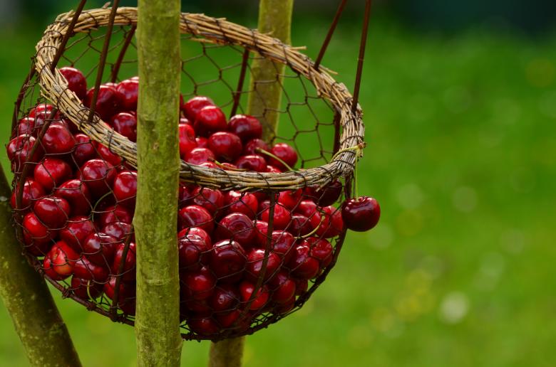 Free stock image of Cherries Basket created by Pixabay