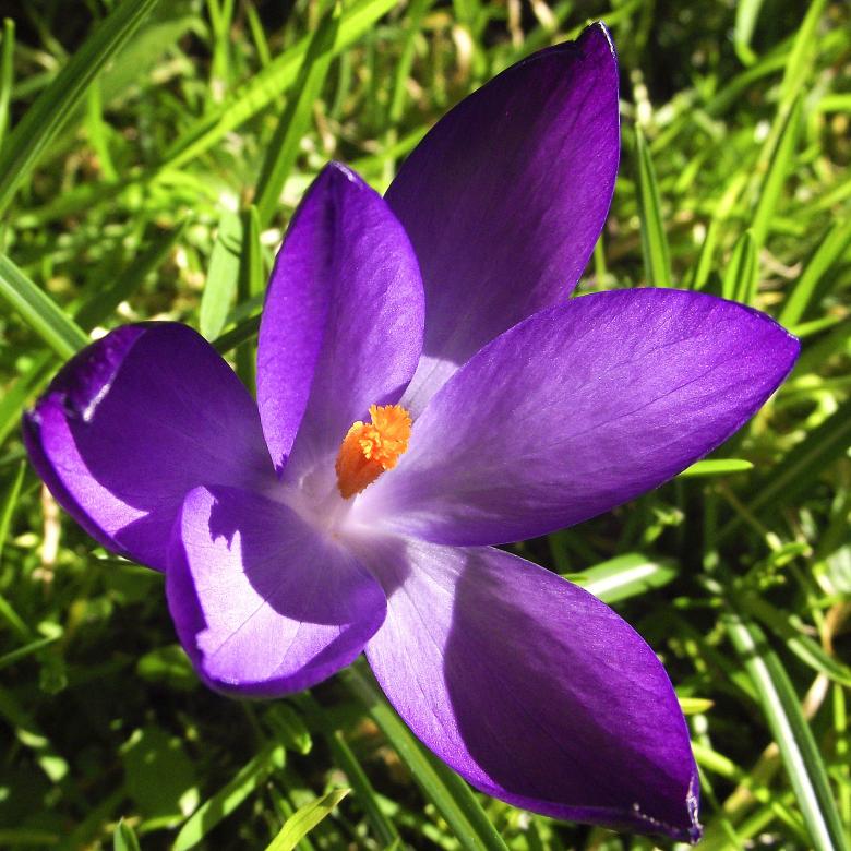 Free stock image of Fresh Crocus created by Pixabay