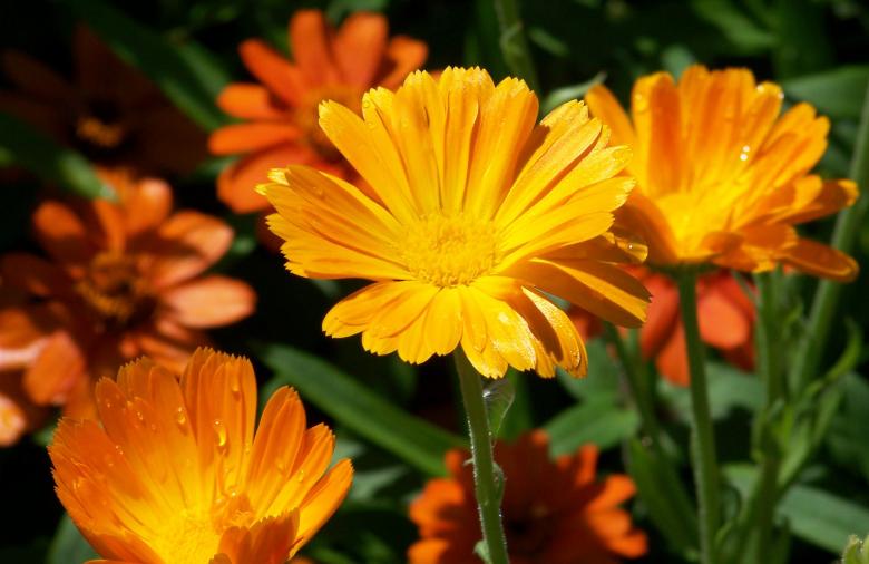 Free stock image of Yellow Daisies created by Pixabay