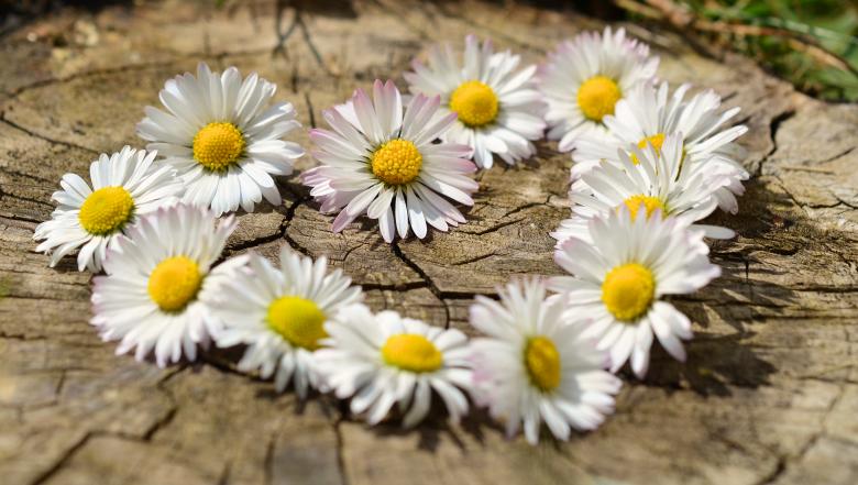 Free stock image of Bunch of Daisies created by Pixabay