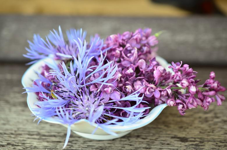 Free stock image of Fresh Flowers created by Pixabay