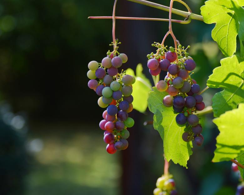 Free stock image of Fresh Grapes created by Pixabay