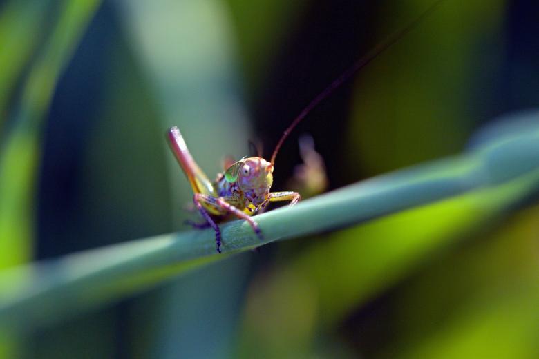 Free stock image of Grasshopper Closeup created by Pixabay