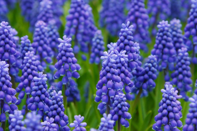 Free stock image of Fresh Hyacinths created by Pixabay